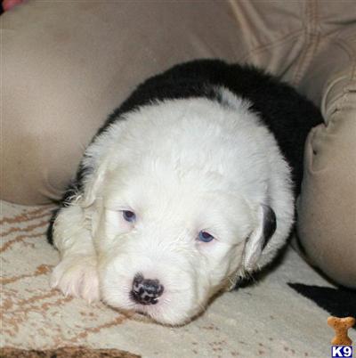 Old English Sheepdog Puppies
