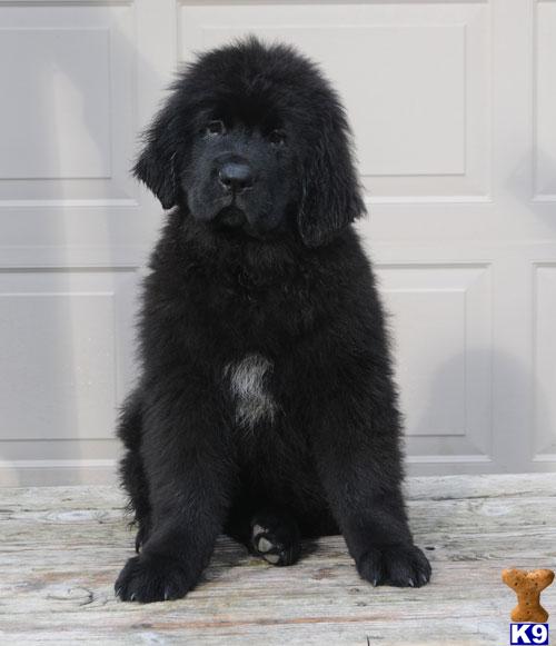 Newfoundland Puppies in WV