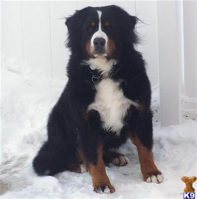 Stud Dogs - Bernese Mountain Dog