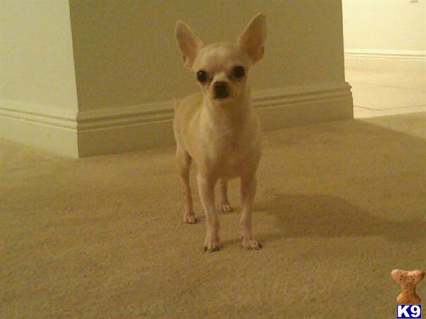Stud Dogs - Chihuahua