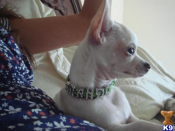 Stud Dogs - Chihuahua