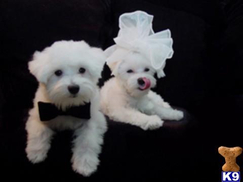 Stud Dogs - Maltese
