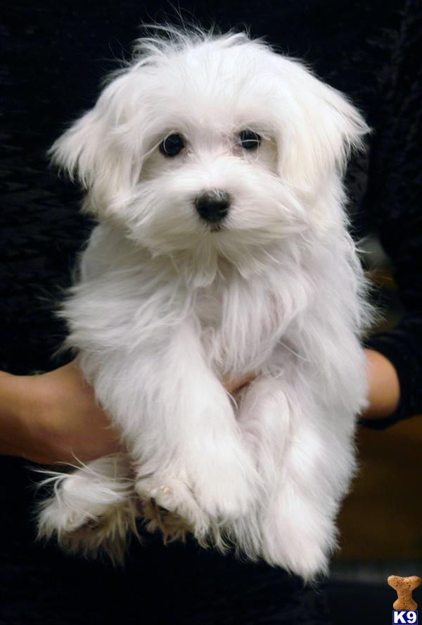 Puppies in Brooklyn
