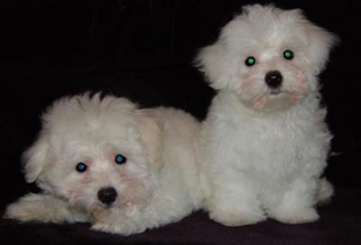 Dogs - Maltese