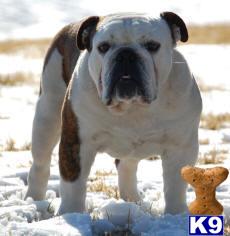 Stud Dogs in KS