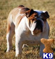 Stud Dogs in KS