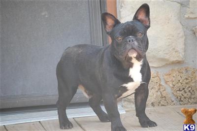 Stud Dogs - French Bulldog