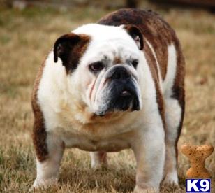Stud Dogs in KS