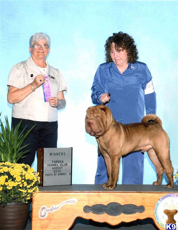 Stud Dogs - Chinese Shar-Pei