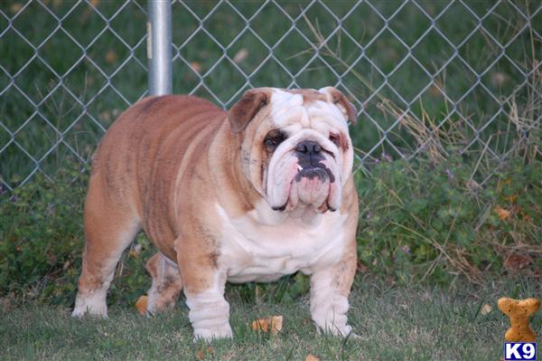 Stud Dogs - Bulldog
