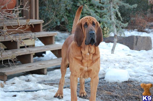 Stud Dogs - Bloodhound