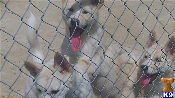 Puppies in Levittown
