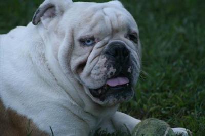Stud Dogs - Bulldog