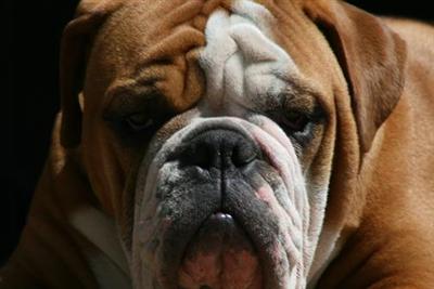 Stud Dogs in CT