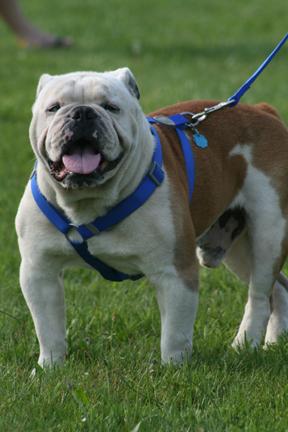 Stud Dogs in CT