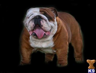 Stud Dogs - English Bulldog
