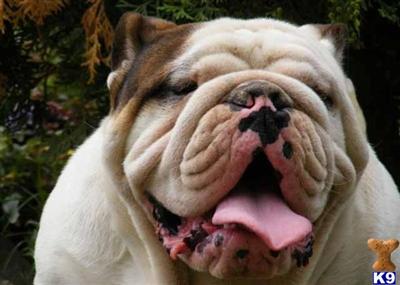 Stud Dogs - English Bulldog