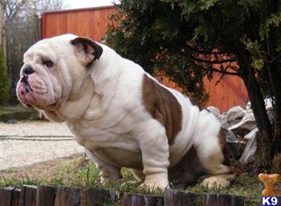 Stud Dogs - Old English Bulldog