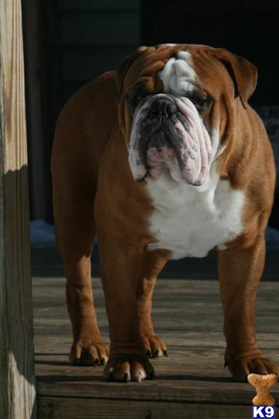 Stud Dogs - Old English Bulldog