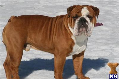 Stud Dogs - Bulldog