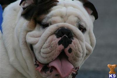 Stud Dogs - English Bulldog