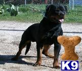 Dogs for Sale in NY