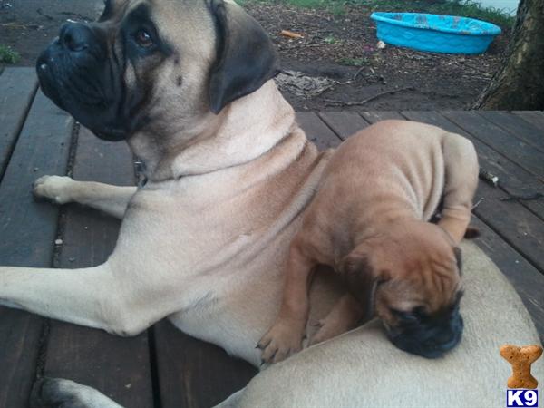 Stud Dogs - Bullmastiff