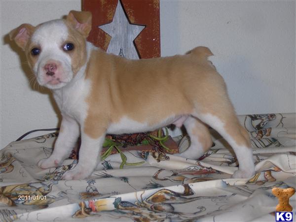 yorkie poo for sale philippines blue fawn pitbulls pupppies for sale cheap in the grandevalley blue fawn yorkie poo for sale philippines blue fawn pitbulls pupppies for sale cheap in the grandevalley blue fawn