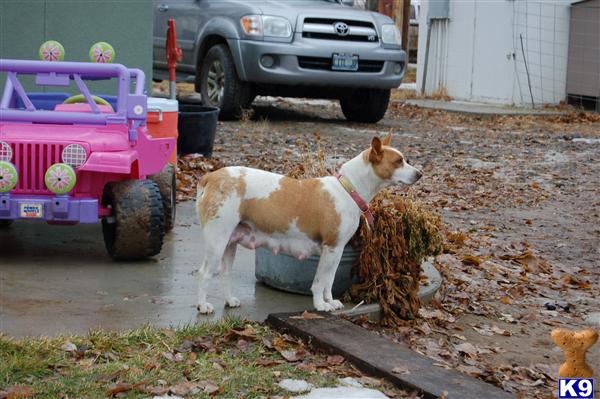 Rat Terrier Puppies