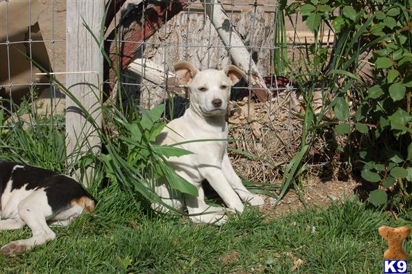 Rat Terrier Puppies