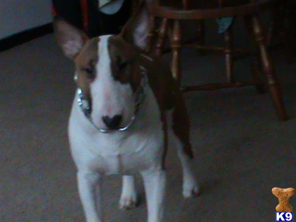 Stud Dogs in MI