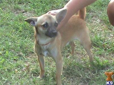 Stud Dogs - Chihuahua