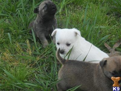 Puppies in Lavaca