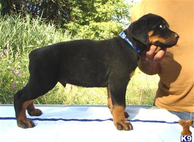 Puppies in TN