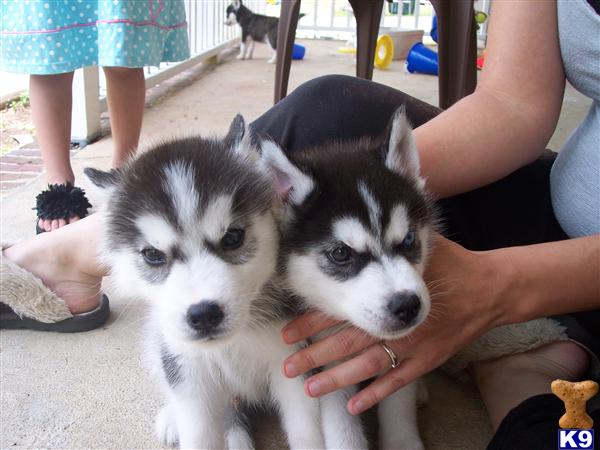 Puppies in Winder