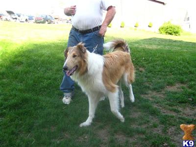 Stud Dogs - Collie
