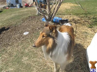 Stud Dogs - Collie