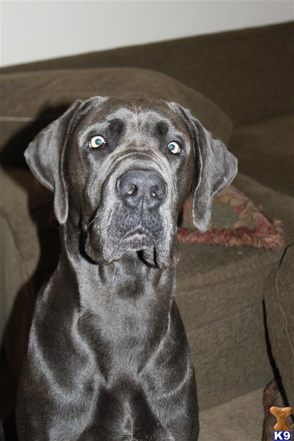 Stud Dogs - Great Dane