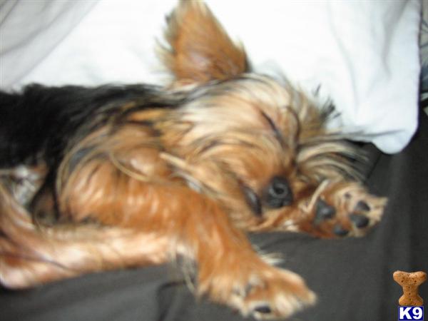 Stud Dogs - Yorkshire Terrier