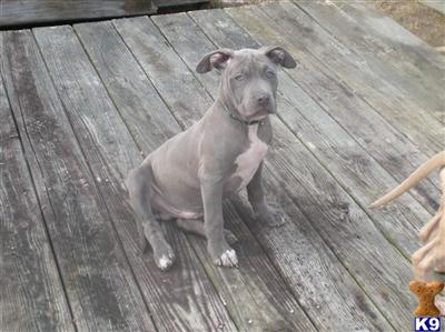 Puppies in Richlands