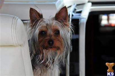 Stud Dogs - Yorkshire Terrier