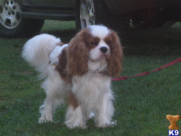 Stud Dogs - Cavalier King Charles Spaniel