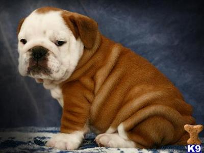 Puppies in MS