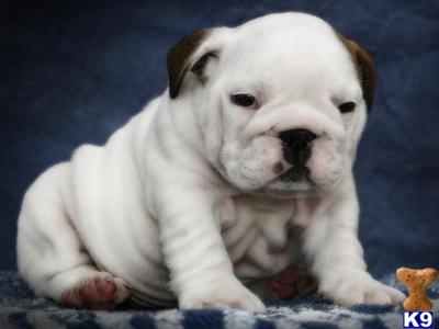 Puppies in MS