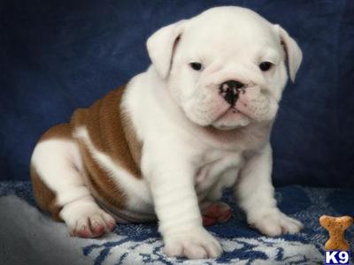 Puppies in MS