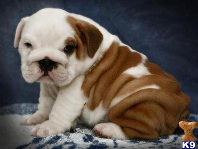 Puppies in MS