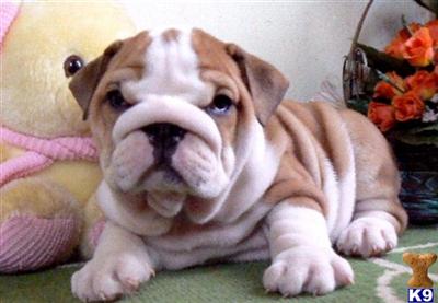 Puppies in MS