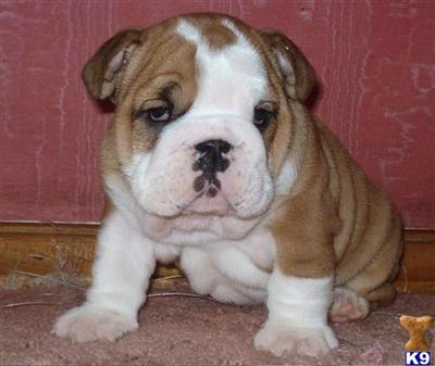 Puppies in MS