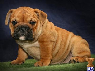 Puppies in MS