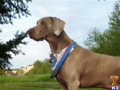 Stud Dogs in WA
